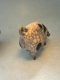 Gloucester old spot sow