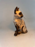 Sitting Siamese cat
