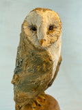 Sunset barn owl