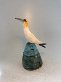 Gannet on cliff