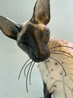 Curious Siamese
