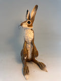 Brown hare