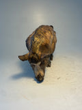 Wild boar sow