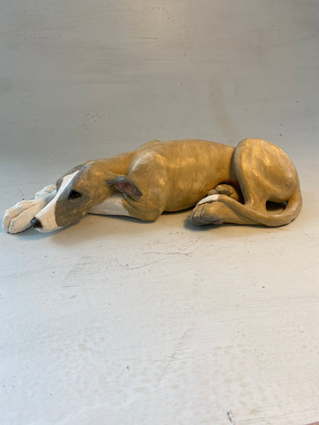 Lying whippet