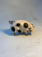 Old spot sow