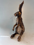 Alert hare