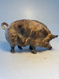 Wild boar sow