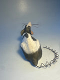 Black and white rat