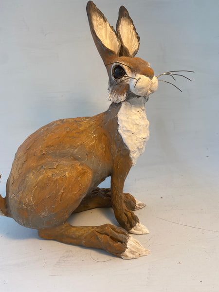 Alert hare