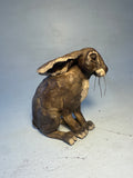 Sitting hare