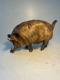 Wild boar sow