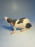 Black and white rat