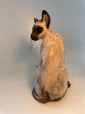 Sitting Siamese cat