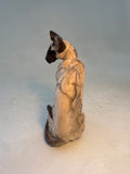 Looking back small Siamese