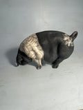 Saddleback sow