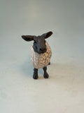 Alert sheep