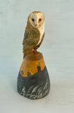 Sunset barn owl