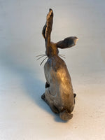 Happy hare