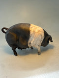 Saddleback sow