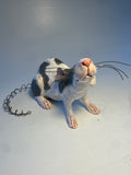 Black and white rat