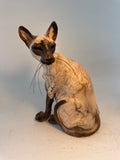 Sitting Siamese cat