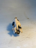 Old spot sow