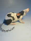 Black and white rat