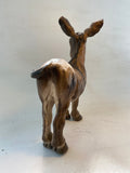 Laughing donkey
