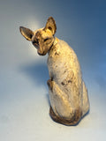 Seal point siamese