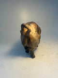 Wild boar sow