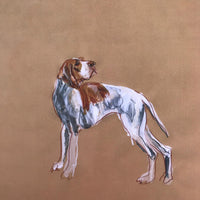 Lanky hound