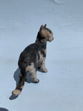 Tortoiseshell cat